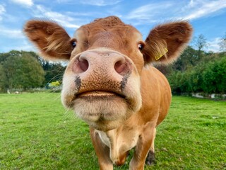 Cow, mountains, cows, meadow, alps, mountain cows, hike, farm