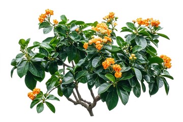 Neroli Blossom: Exquisite High-Definition Close-Up of a Fragrant Citrus Plant hd spa herb bloom green