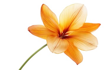 Fototapeta premium Vibrant Saffron Crocus Flower Isolated, Studio Shot, White Background, Spice, Herb, Culinary, 