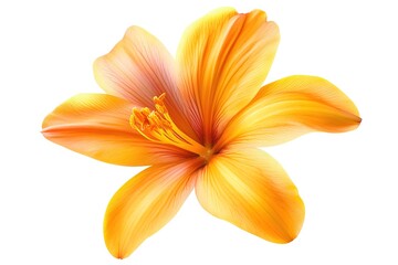 Fototapeta premium Vibrant Saffron Crocus Flower, Isolated on Pure White Background. Perfect for Culinary, Cosmetic, 