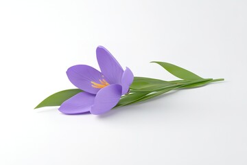 Fototapeta premium Vibrant Saffron Crocus Flower, Isolated on White Background, Studio Shot, Botanical, Spice red herb 