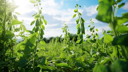 Obraz premium A photo of a flourishing organic pea patch in summer