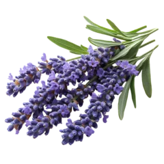 Gardinen Aromatic lavender flowers bunch fresh purple herb sprig isolated transparent background © Junaed Ahamed Sakib