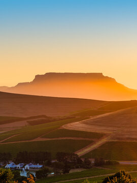 Vertical sunset scene featuring Table Mountain's silhouette in the background and rolling hills with rows of vines in the foreground