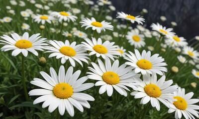 Fototapeta premium Peaceful atmosphere of white and yellow daisy flowers in full bloom, flowers, blossoms, spring, daisy