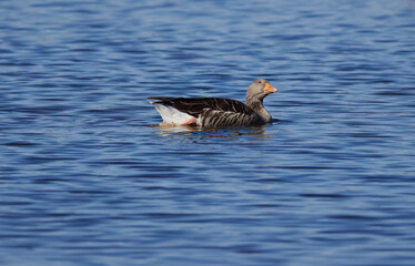 Close-up of swimming greylag goose on the lake, grey goose looks upwards, blue colors on the water surface, blue colors on the lake, light waves, sunny day, blue sky, waterbird on the blue lake