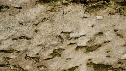 A weathered stone wall covered in lush green moss and plants. Perfect for backgrounds, textures, and nature-themed designs, for botanical, nature, and design projects.