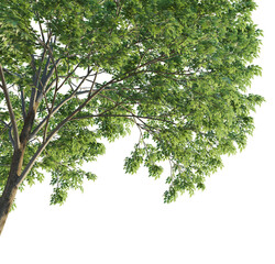 Zelkova serrata Tree corner cutout transparent background isolate