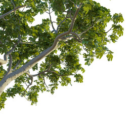 Ficus carica Tree corner cutout transparent background
