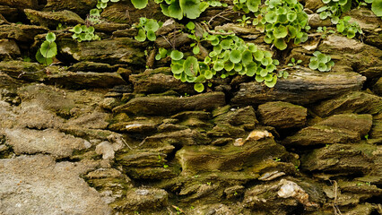 Stone wall with vibrant green plants growing between cracks. Contrast between rough, gray stone and soft, green foliage. Ideal for botanical, nature, and design projects.