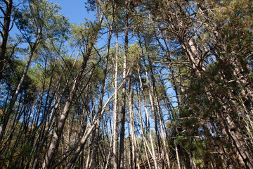 Trees against the sky