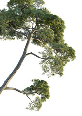 Pinus halepensis Tree corner cutout transparent background
