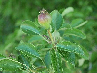 Korean Pea Pear tree fluits, Colorado