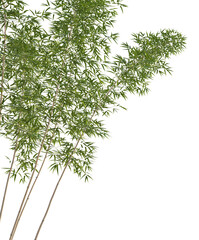 Phyllostachys parvifolia Tree corner cutout transparent background