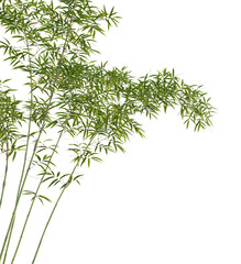 Fargesia Tree corner cutout transparent background isolate