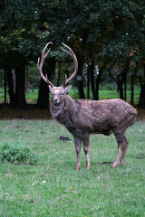 A stag with large, branching antlers stands gracefully in a vibrant green meadow surrounded by trees. The early morning light creates a serene atmosphere.