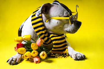 a dog in a yellow suit with bee-shaped sunglasses. Funny pet, congratulations on March 8th