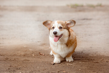 Cute funny Welsh Corgi puppy on a summer walk in the grass