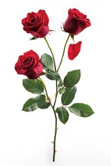 Fototapeta premium Red Roses with Green Leaves on White Background for Celebrating Love and Romance, Perfect for Valentine's Day and Special Occasions Photography