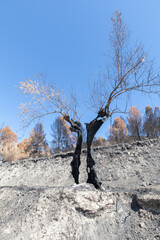 Last standing tree 1