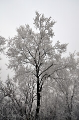 Austria, Hoarfrost on Tree