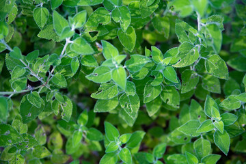 Oregano organic in the garden