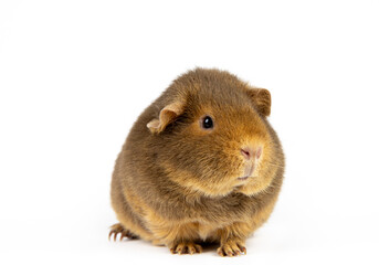 The guinea pig or domestic guinea pig, Cavia porcellus known as the cavy or domestic cavy. Breed called teddy, cute fuzzy brown animal pet on white background. Copy space.