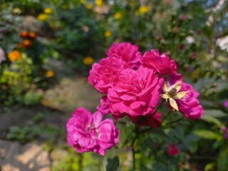 Pink Miniature Roses (Rosa spp.)
