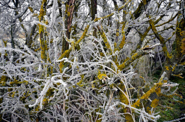 Austria, Winter, Hoarfrost