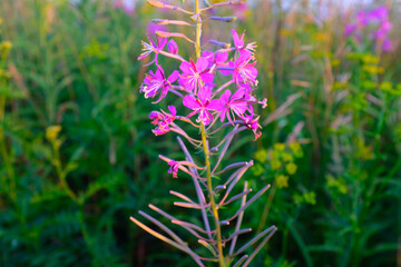 A fireweed flowers on meadow, selective focus. Bloom fireweed plant for publication, design, poster, calendar, post, screensaver, wallpaper, postcard, banner, cover, website. High quality photo