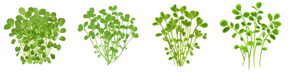 Fototapeta premium Fresh green herbs and edible plants arranged in clusters