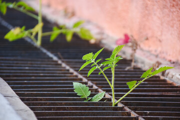 a small green plant with several leaves growing through a gap in a metal grate. The background...