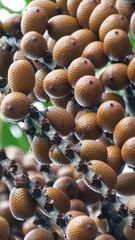 Vertical image of Brown Buriti fruit hanging from Mauritia flexuosa, known as the moriche palm, ité palm, ita, buriti, muriti, miriti, canangucho, acho, or aguaje, is a palm tree. It grows in and near