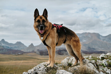 Hiking with pet concept. German Shepherd dog staying on top of a cliff overlooking mountain range. Montenegro country, Durmitor national park in autumn season. Happy dog travel outdoor.