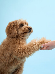 A Labradoodle with curly fur shakes hands with a person, set against a light blue background.