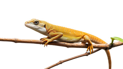 Fototapeta premium chameleon on a png background