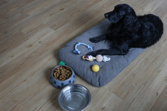 Un chien sur son cousin avec une gamelle d'eau et de croquettes