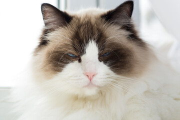 Fototapeta premium Portrait of a beautiful Ragdoll cat in a home environment