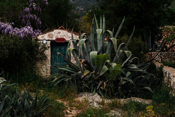 abandoned property, one store house in mountains, beautiful nature around, roof covered with blooming glicinias, stone and wooden walls, huge agave plant
