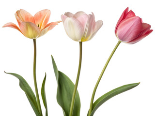 Trio of elegant blooming tulips, cut out