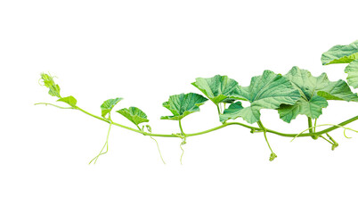 branch of a plant, green gourd plant vine isolated, a green plant with leaves on it, a gourd plant with green leaves on a transparent background, green leaves, ,green sprout, ivy leaves isolated © DesignerSaidur