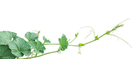 branch of a plant, green gourd plant vine isolated, a green plant with leaves on it, a gourd plant with green leaves on a transparent background, green leaves, ,green sprout, ivy leaves isolated © DesignerSaidur