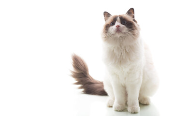 Beautiful Ragdoll cat with white and brown fur, isolated on white background