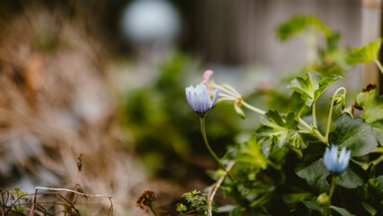 spring snowdrop flowers