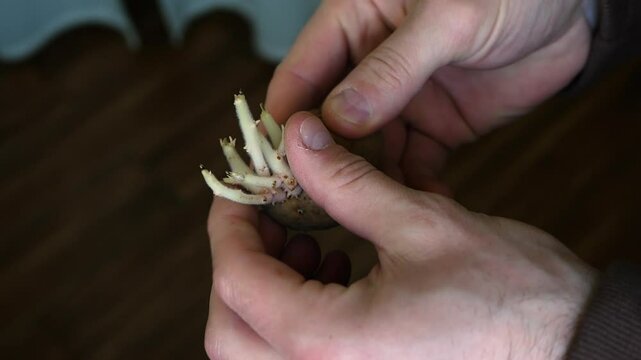 Old unusable potatoes with roots in the farmer's hand, spoiled potatoes in their skins, sprouted potatoes