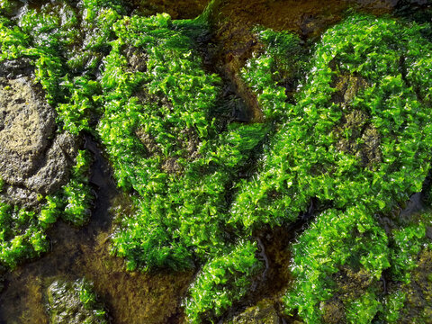 Ulva lactuca on stone surface by the sea, also known by the common name sea lettuce, is an edible green alga in the family Ulvaceae.