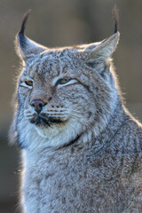 Nahaufnahme Portrait von einem erwachsenen Europäischen Luchs (Lynx lynx) mit Winterfell