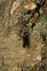 braconinae red wasp macro photo