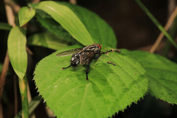 macro photo of housefly facing back	