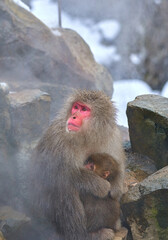 Obraz premium A Japanese macaque warms up in a hot spring in the snowy weather.